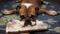 Floor animals dogs newspapers wallpaper