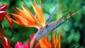 Flowers bird of paradise wallpaper
