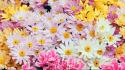 Flowers garden chrysanthemums wallpaper