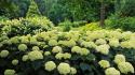 Flowers garden hydrangea clermont wallpaper
