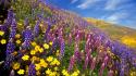 Flowers spring (season) california wallpaper