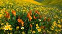 Flowers valley meadows yellow peaceful poppies wallpaper