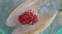 Frozen pearls raspberries berry pearl paint wallpaper
