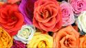 Love flowers roses wallpaper
