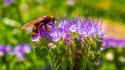 Nature insects bokeh bees purple flowers wallpaper