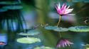 Water flowers lily pads lotus flower wallpaper