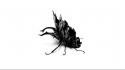 3d bug beetle digital art minimalistic wallpaper
