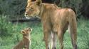 Animals baby cubs lions wallpaper