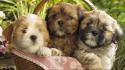 Animals baskets dogs domestic dog pets wallpaper