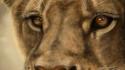 Animals big cats brown eyes lions wallpaper