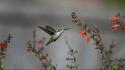 Animals birds flowers hummingbirds nature wallpaper