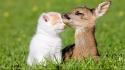 Animals cats deer friendship little wallpaper