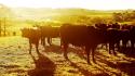 Animals fields cows sunlight cattle wallpaper