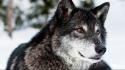 Animals gray wolf nature wild wolves wallpaper