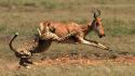 Animals nature panthers speed wallpaper