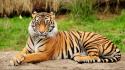 Animals stripes tigers wallpaper