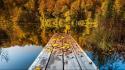 Autumn forests landscapes nature trees wallpaper