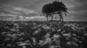 Clouds landscapes trees meadows grayscale wallpaper