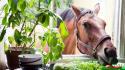 Eating horses vegetables window wallpaper