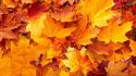 Fall leaves background wallpaper