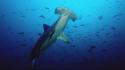 Hammerhead shark sharks wallpaper