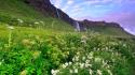 Iceland clouds flowers grass landscapes wallpaper