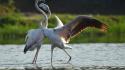 India national geographic birds flamingos landscapes wallpaper