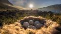 Mountains landscapes eggs grass rocks sunlight nest wallpaper