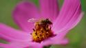 Nature flowers plants bees wallpaper