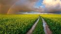 South africa clouds fields flowers landscapes wallpaper