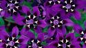South africa flowers irises nature purple wallpaper