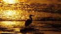 Water birds silhouettes bokeh sunlight egrets seashore wallpaper