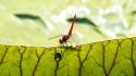 Amphibians animals depth of field dragonflies frogs wallpaper