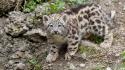 Animals baby cubs snow leopards wallpaper
