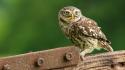 Animals birds owls worms wallpaper