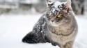 Animals cats snow wallpaper