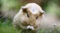Animals eaten grass guinea pigs nature wallpaper