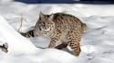 Animals lynx nature snow wallpaper