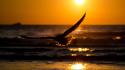 Birds blurred background eagles ocean silhouettes wallpaper