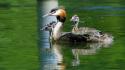 Birds great crested grebe nature wallpaper
