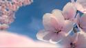 Blossom cherry blossoms flowers nature pink wallpaper