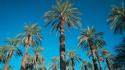 Blue skies nature palm trees wallpaper