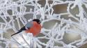 Finland birds branches bullfinch frozen wallpaper