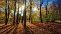 Forests nature outdoors trees wallpaper