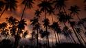 Hawaii coconut dreams kauai palm trees wallpaper