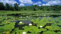 Lily pads ponds water lilies white wallpaper