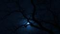 Moon wrocław dark night trees wallpaper
