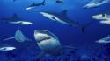 Shark fish wallpaper