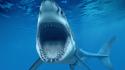 Angry jaws open mouth sharks wallpaper