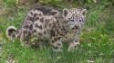 Animals cubs gepard wallpaper